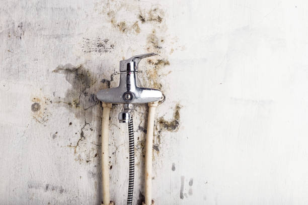 Best Office Mold Removal Services  in Tracy, MN