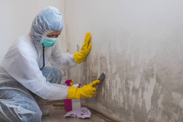 Best Emergency Mold Removal  in Tracy, MN