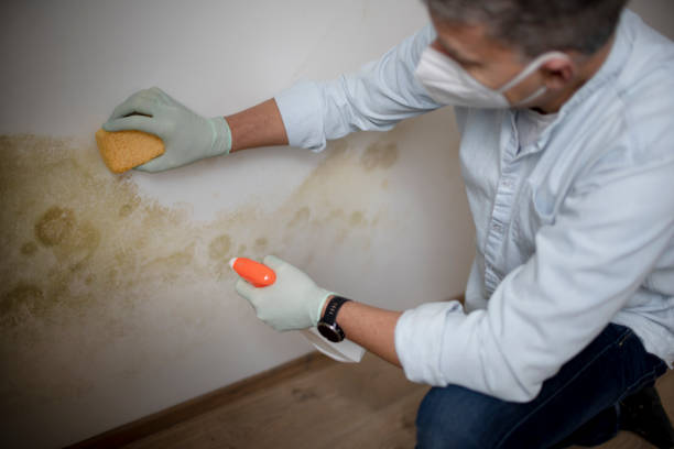 Best Attic Mold Removal  in Tracy, MN
