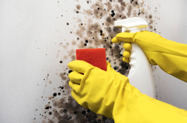Best Mold Cleaning Services  in Tracy, MN