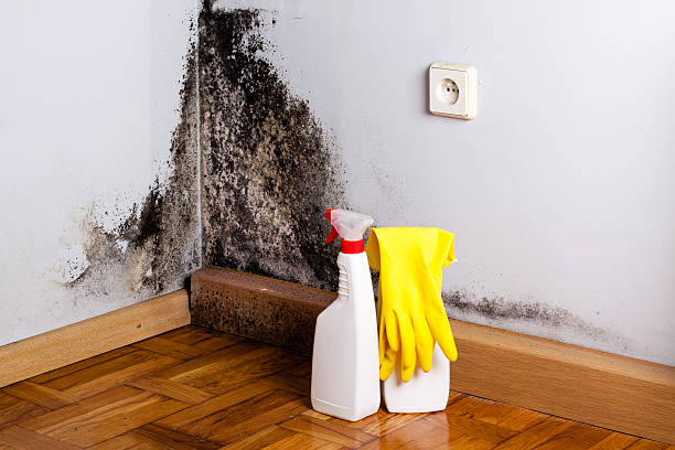 Best Mold Remediation  in Tracy, MN