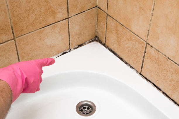Best Local Mold Removal Service  in Tracy, MN